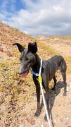 PERLA Image 1